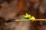 Plantainleaf sedge